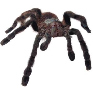 Spider PNG image-4532